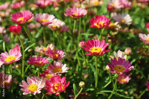 Pink daisies at the garden