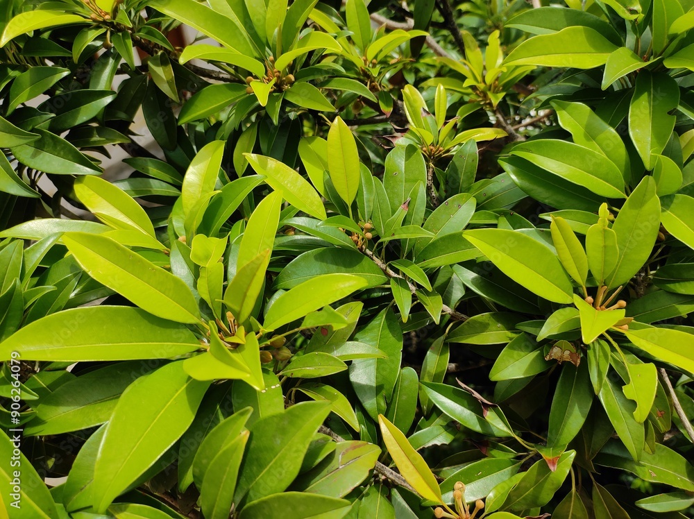 Chikku tree leaves and tender chickkus with flowers Chikku tree leaves and tender chickkus with flowers