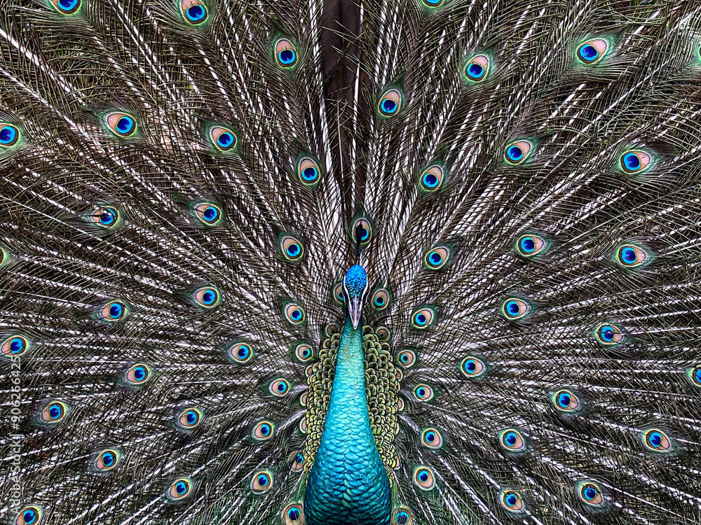 Obraz premium A majestic peacock with beautiful feathers