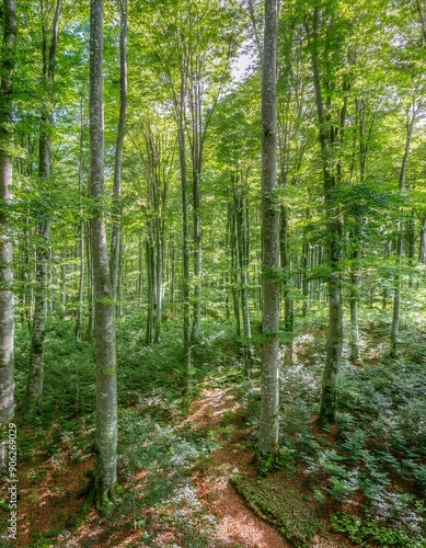 Verdant Beech Forest in Summer Splendor. Lush green beech trees dominate this vibrant summer forest scene, perfect for serene wallpaper backgrounds.