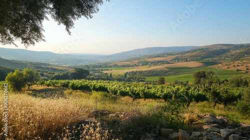 The landscape of Israel's Galilee in the summer. photo