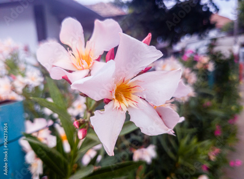Petal of blooming white oleander