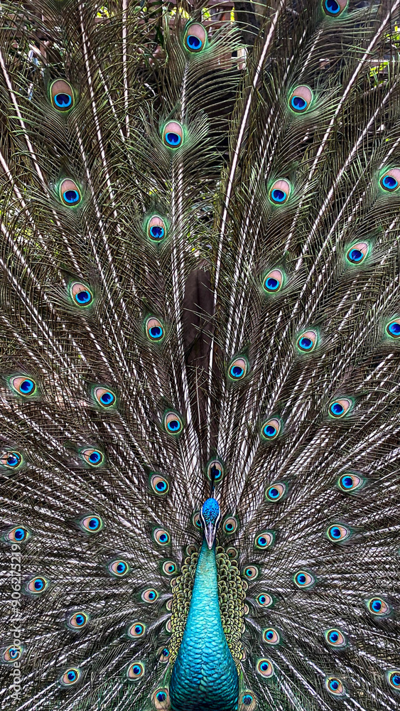 Obraz premium A majestic peacock with beautiful feathers portrait