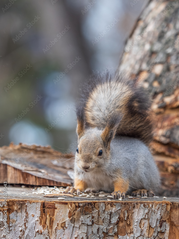 Fototapeta premium A squirrel sits on a stump and eats nuts in autumn.