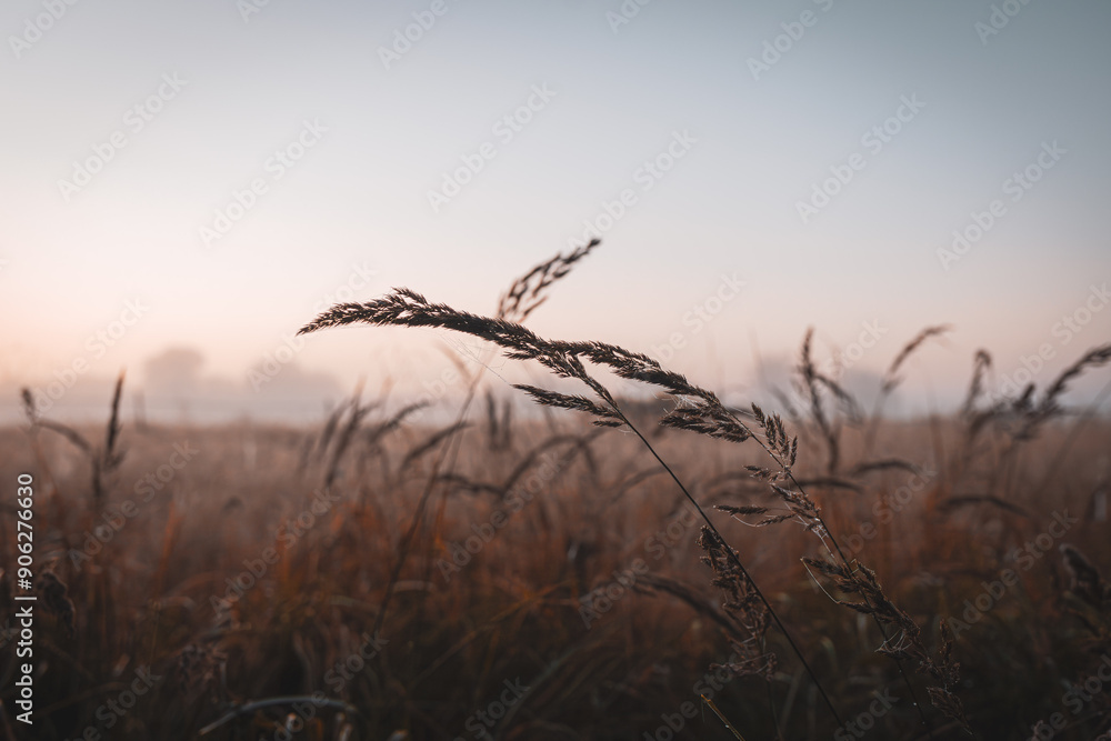 Obraz premium Grashalme im nebligen Morgenlicht