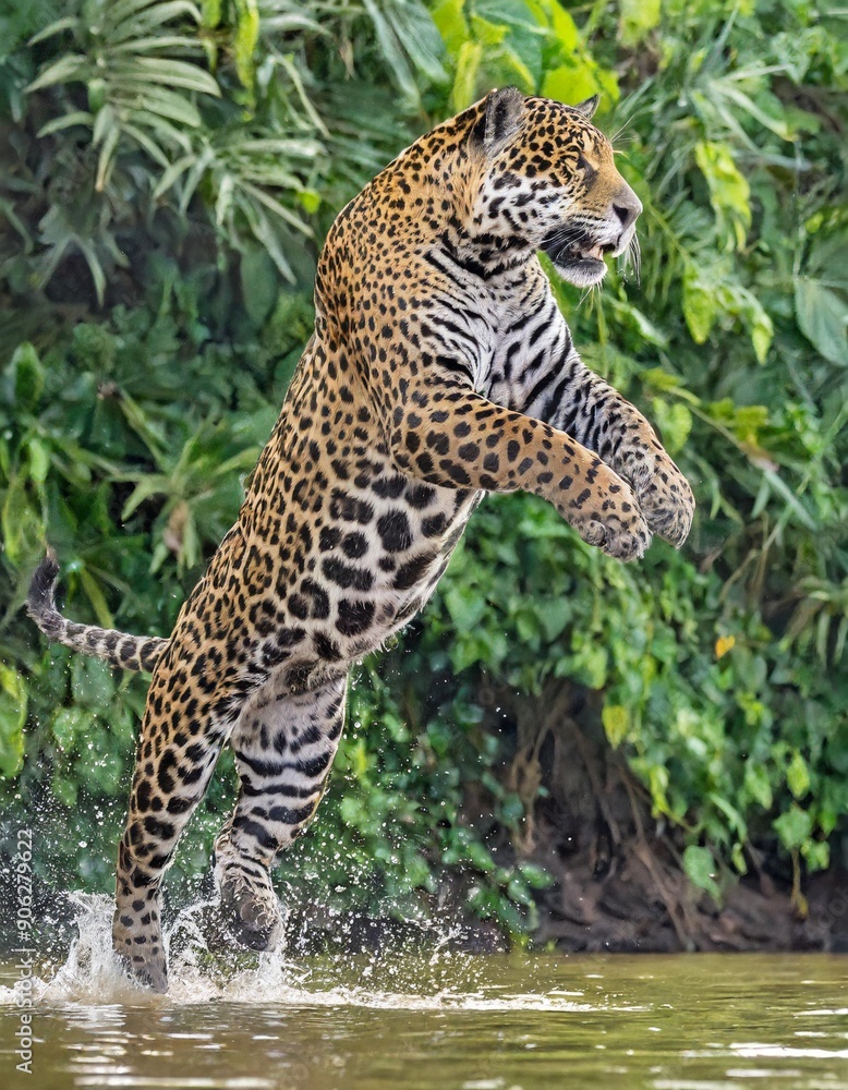 Naklejka premium Jumping Jaguar. Green natural background. Panthera onca. Natural habitat. Cuiaba river, Brazil