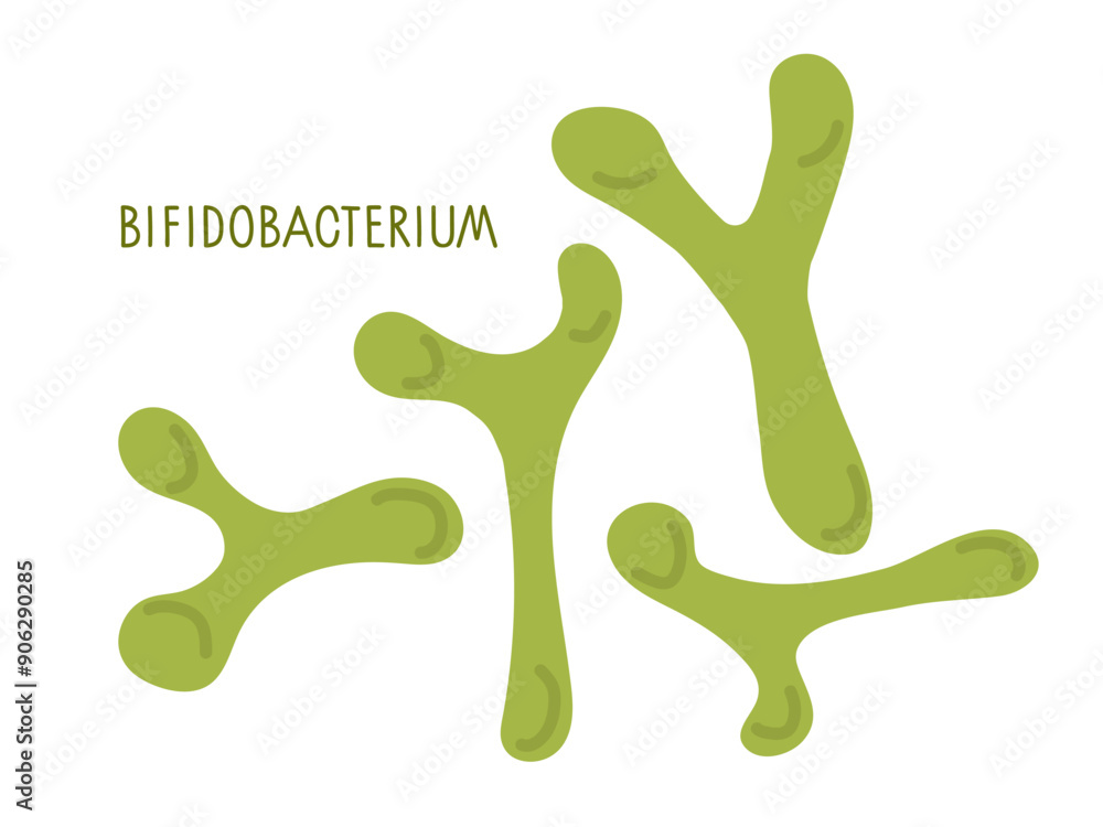 Bifidobacterium. Probiotics in semicircular shape vector illustration isolated on white background. Microbiome. Health acidophilus bacterium for medical and educational Infographics. Bifidobacterium. Probiotics in semicircular shape vector illustration isolated on white background. Microbiome. Health acidophilus bacterium for medical and educational Infographics.
