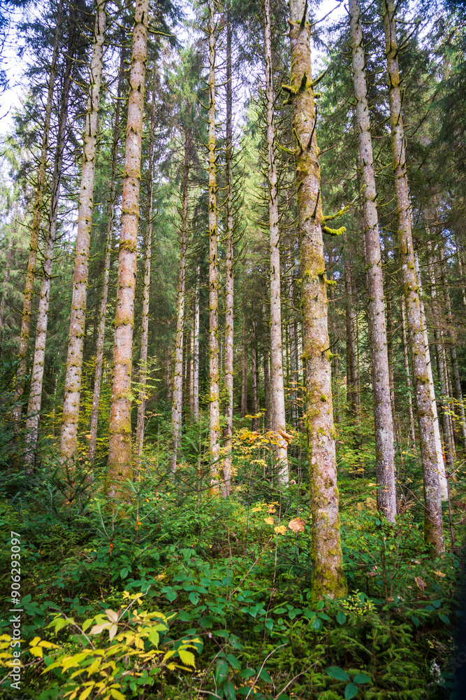 Pine Forest in Black Forest, Schwarzwald, Germany Pine Forest in Black Forest, Schwarzwald, Germany