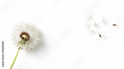 Wallpaper Mural A detailed dandelion with seeds ready to disperse, isolated on a white background, perfect for advertisements with ample copy text space Torontodigital.ca