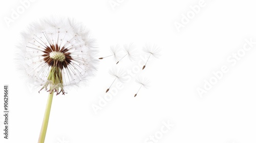 Wallpaper Mural A detailed dandelion with seeds ready to disperse, isolated on a white background, perfect for advertisements with ample copy text space Torontodigital.ca
