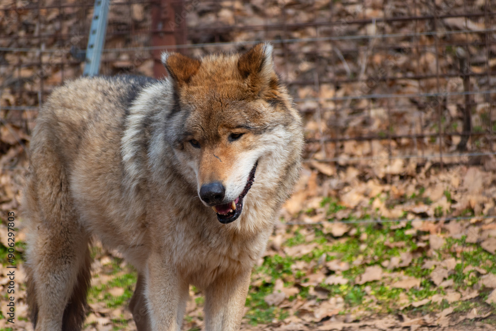 Fototapeta premium gray wolf canis lupus