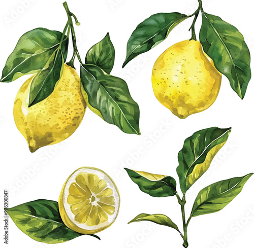 Watercolor vector illustrations of lemons. Hand painted  lemon branches with green leaves on a transparent background.  Old botanical watercolor painting for decorative invitations, posters, or cards