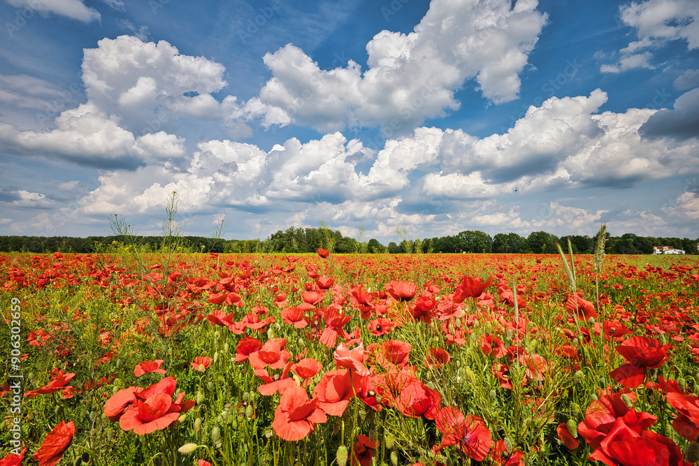 Mohn - Ecology - Beautiful summer day. Red poppy field. - Flowers Red poppies blossom on wild field. - High quality photo Mohn - Ecology - Beautiful summer day. Red poppy field. - Flowers Red poppies blossom on wild field. - High quality photo