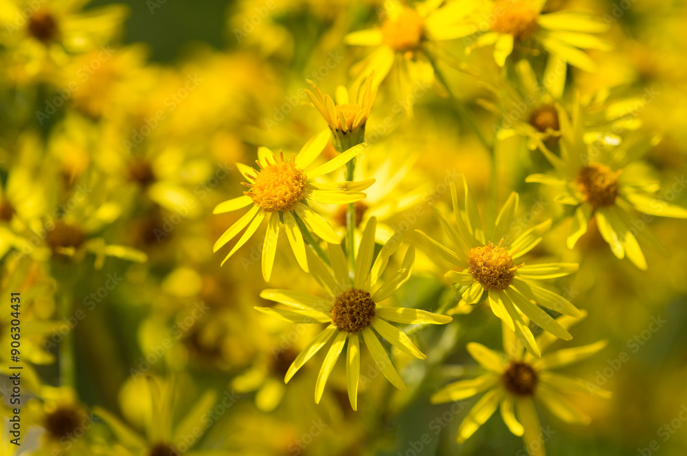 Jakobs-Greiskraut (Senecio jacobaea) Jakobs-Greiskraut (Senecio jacobaea)