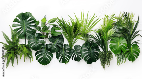 Beautiful lush green tropical plants (monstera, palm, rubber plant, pine and fern) isolated on white background.