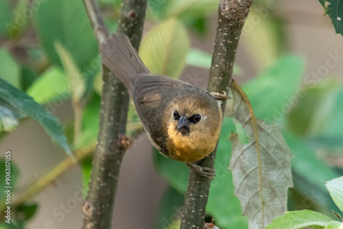 black-chinned babbler or Cyanoderma pyrrhops in Binsar in Uttarakhand, India