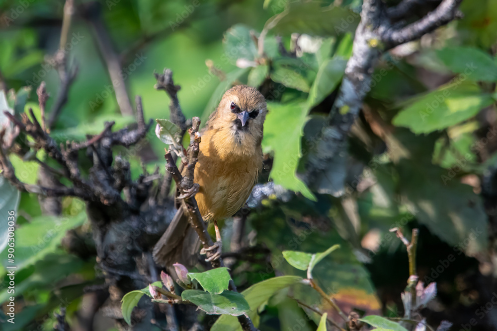 black-chinned babbler or Cyanoderma pyrrhops in Binsar in Uttarakhand, India black-chinned babbler or Cyanoderma pyrrhops in Binsar in Uttarakhand, India