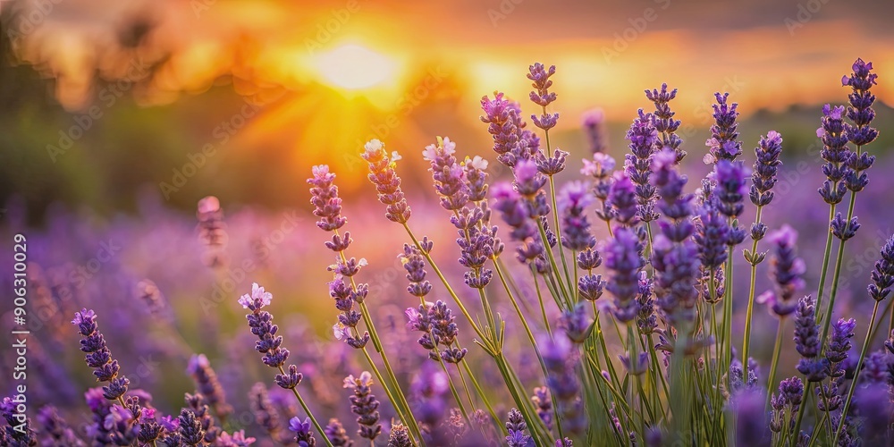 Naklejka premium Bush of lavender flowers glowing in the warm light of the setting sun, lavender, flowers, sunset, bush, lavender field