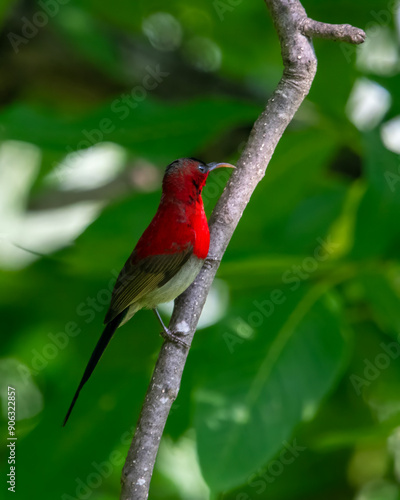 crimson sunbird or Aethopyga siparaja in Binsar in Uttarakhand, India photo