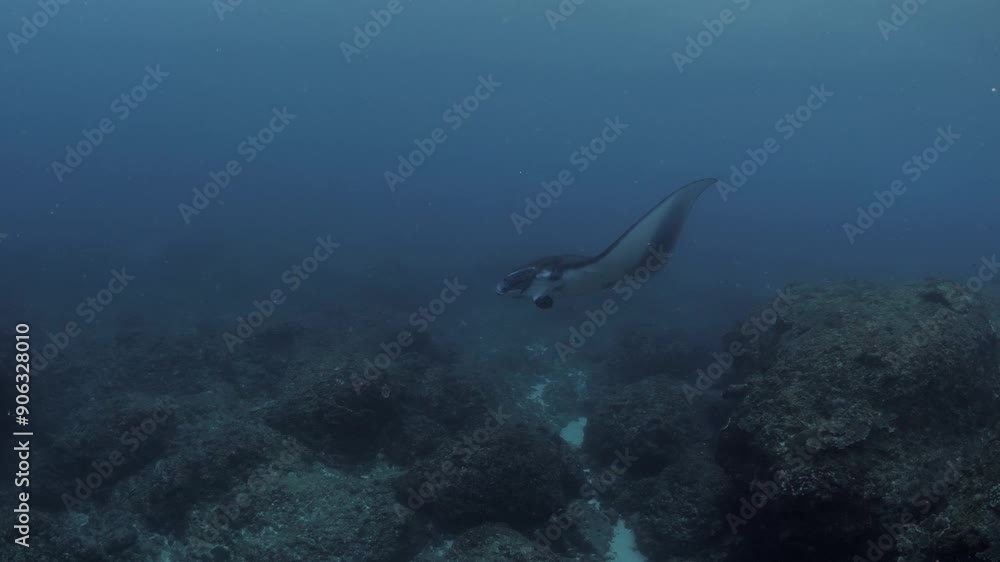 custom made wallpaper toronto digitalScuba diving and snorkeling with Manta Rays at the cleaning station. Nusa Pinida island near Bali, Indonesia. 4k underwater video.