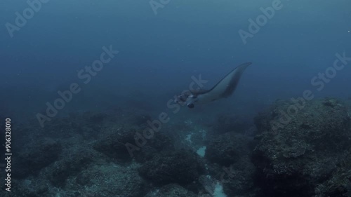 Wallpaper Mural Scuba diving and snorkeling with Manta Rays at the cleaning station. Nusa Pinida island near Bali, Indonesia. 4k underwater video. Torontodigital.ca