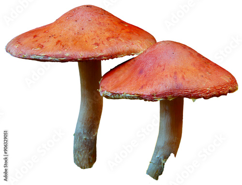 Canvas Print Two red mushrooms with textured caps