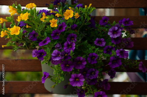 Calibrachoa Million Bells Series - Mini petunia.Yellow and purple Calibrachoa in a hanging pot.Mini petunia close-up.