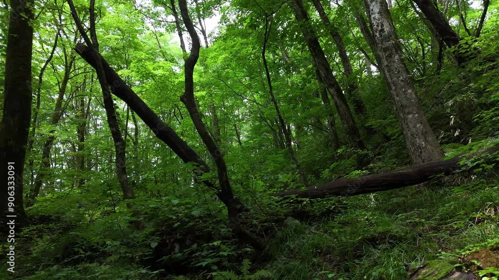 深い森 森林 大岩 うっそうとした雰囲気 そよ風 イメージ 深い森 森林 大岩 うっそうとした雰囲気 そよ風 イメージ
