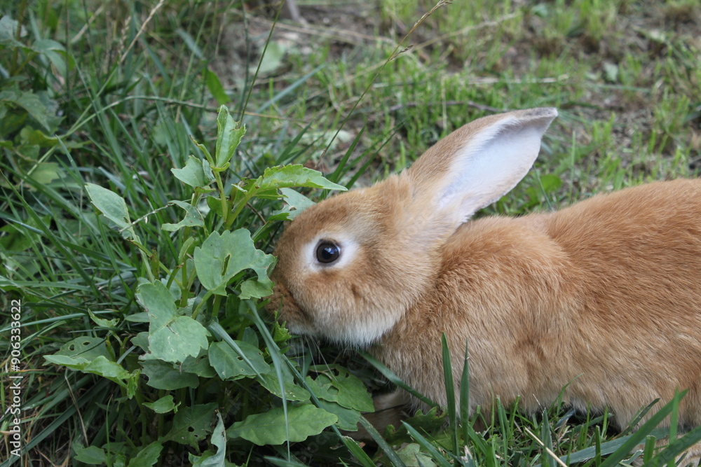 Fototapeta premium rabbit in the grass