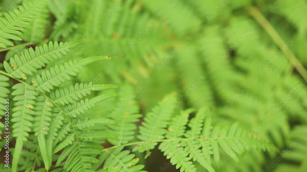 fern leaf in the forest fern leaf in the forest