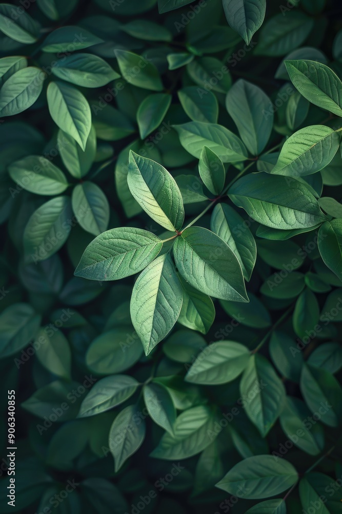 Green leaf plant close-up Green leaf plant close-up