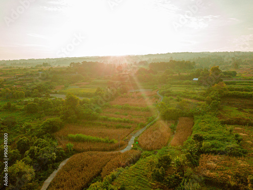 Aerial drone view of paddy fields scenery during sunrise at Pangururan in Samosir Island, Sumatra Utara, Indonesia. photo