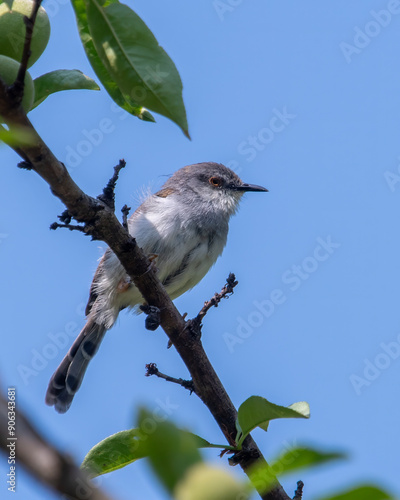 Photography grey-breasted prinia or Prinia hodgsonii in Binsar, Uttarakhand, India