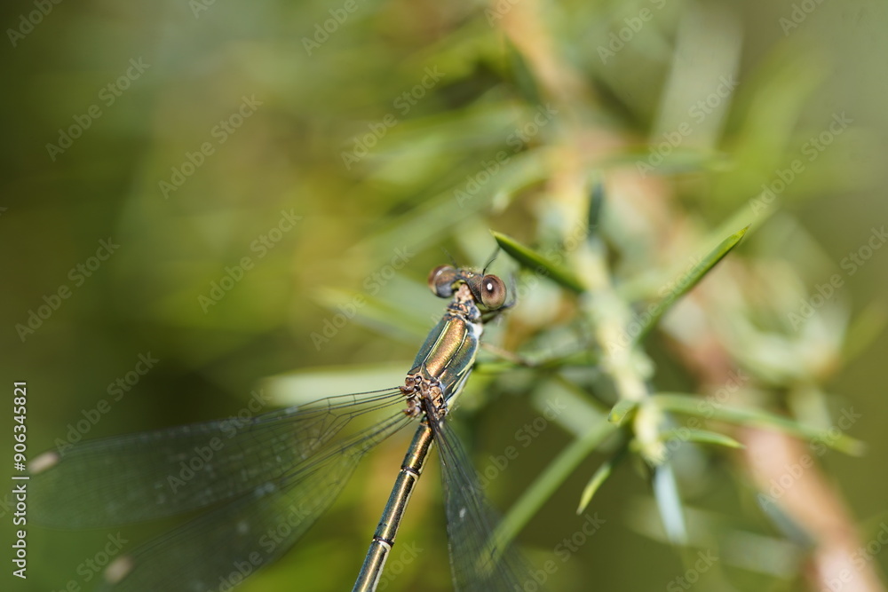 .
Darter (Lestes sponsa) Libellulidae family. Hannover Berggarten, Germany.
.
Darter (Lestes sponsa) Libellulidae family. Hannover Berggarten, Germany.