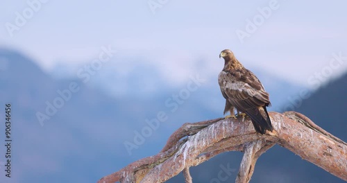 Golden eagle perched in a winter landscape over the fjords of Telemark, Norway photo