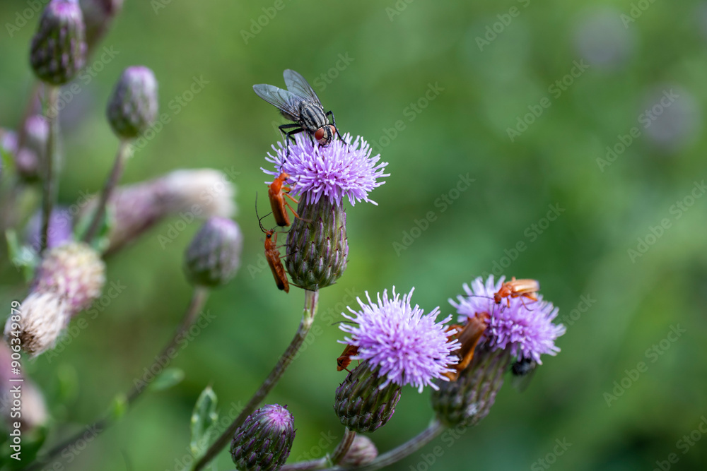 Acker-Kratzdistel hat Insektenbesuch Acker-Kratzdistel hat Insektenbesuch