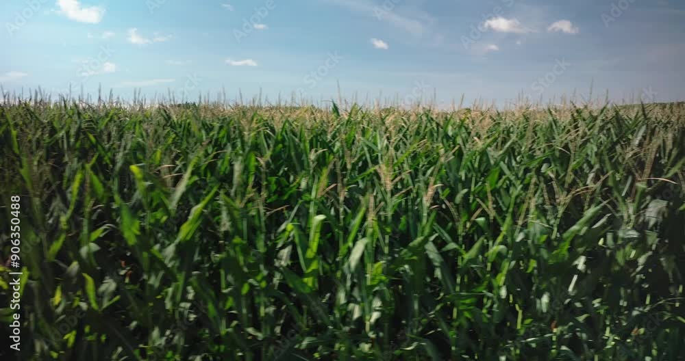 corn field farm panorama aerial- drone video corn field farm panorama aerial- drone video