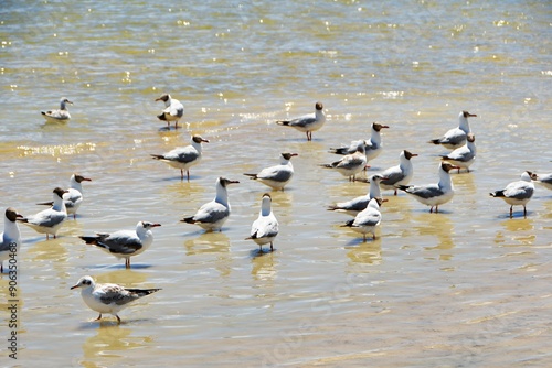 Photo of a group of waterbirds inhabiting the lake