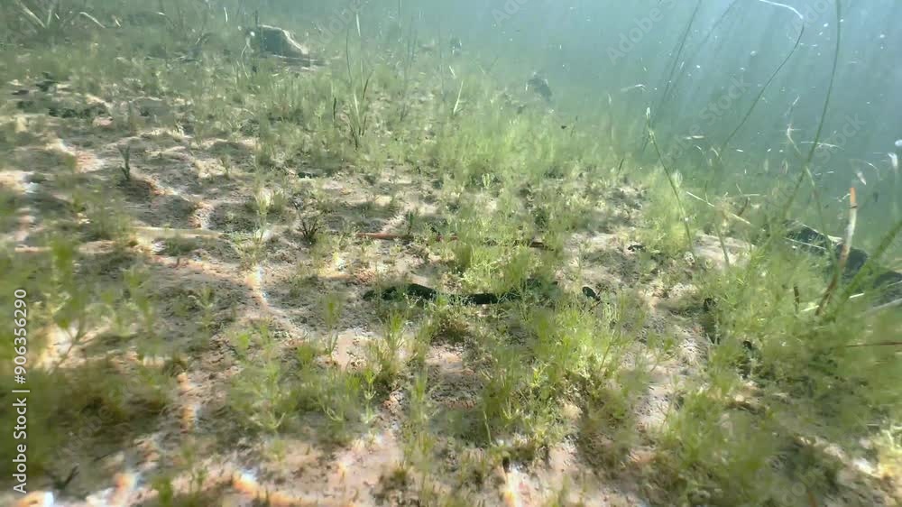 Horse leech (Haemopis sanguisuga) hiding at the bottom of shallow pond. Underwater footage in the wild. Estonia. Horse leech (Haemopis sanguisuga) hiding at the bottom of shallow pond. Underwater footage in the wild. Estonia.