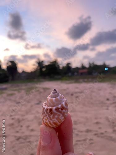 shellfish on the beach