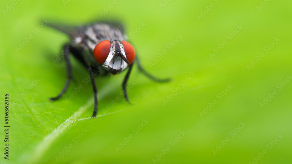 Macro Shot of a Flesh Fly (Sarcophaga) on a Leaf with Vibrant Green Background Macro Shot of a Flesh Fly (Sarcophaga) on a Leaf with Vibrant Green Background