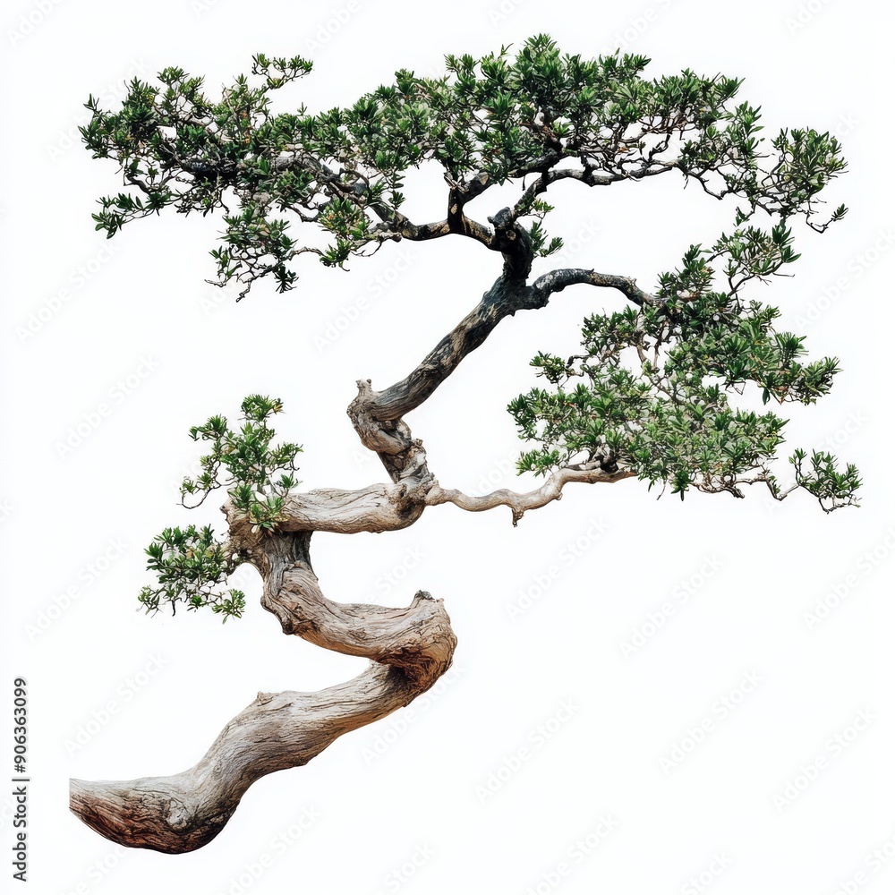 Tree Larrea divaricata on transparent background, 3D illustration Tree Larrea divaricata on transparent background, 3D illustration