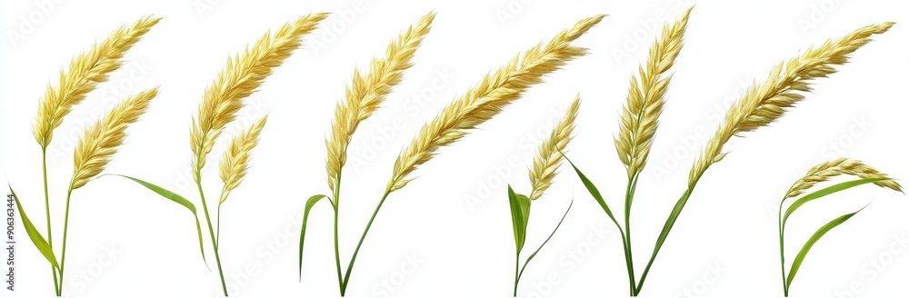 Isolated 3d illustration of the Themeda triandra bush. Isolated 3d illustration of the Themeda triandra bush.