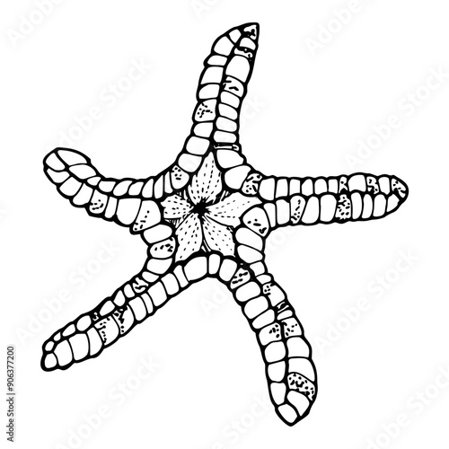 Starfish sea star fish Marine life, ocean underwater creature animal, Ink and pen sketch hand drawn. Single object illustration, stylized, isolated on white. Zoo shop, aquarium, cosmetics, resort