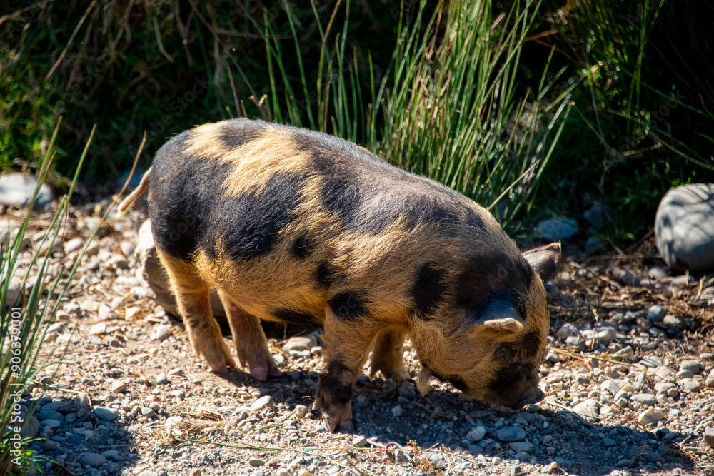 Kunekune Pig in Deer Park Heights - New Zealand Kunekune Pig in Deer Park Heights - New Zealand