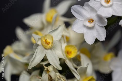 closeup of daffodils with yellow center