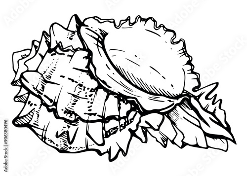 Marine life, sea ocean underwater creatures fish, shells algae seaweed, Ink and pen sketch hand drawn. Single object illustration, stylized, isolated on white. Zoo shop, aquarium, cosmetics, resort