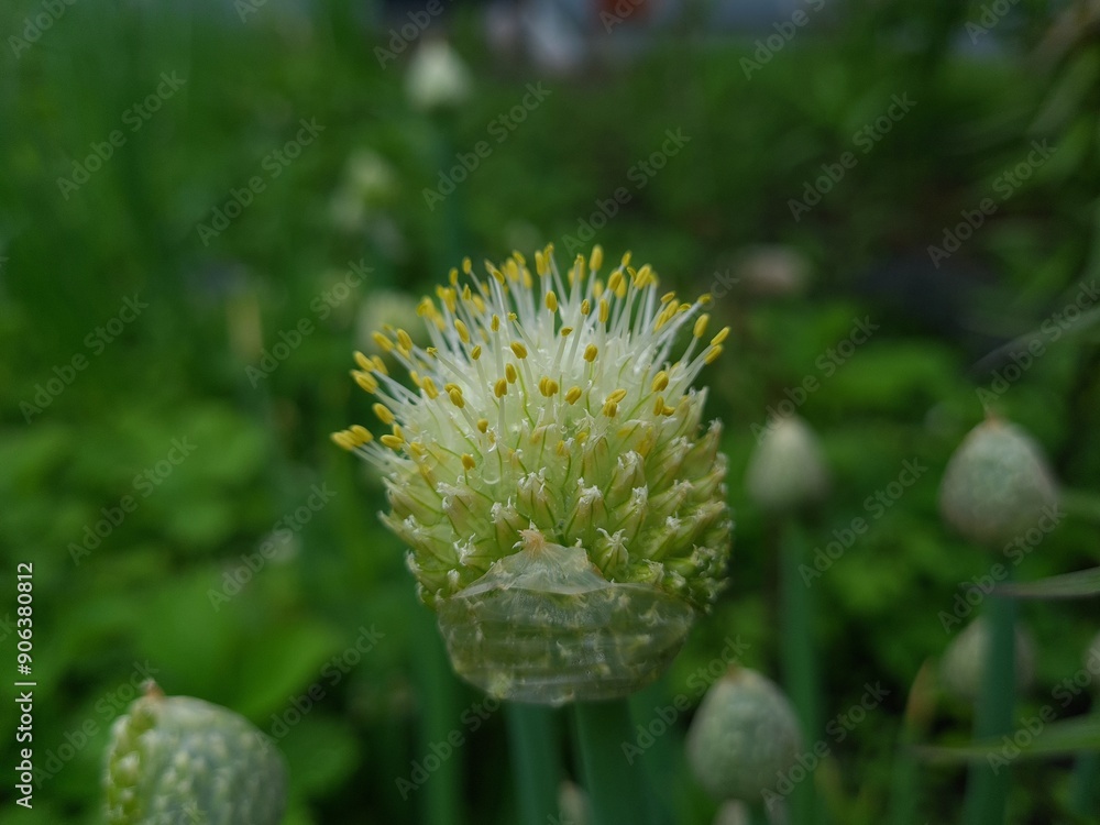 Nature’s Artistry: Blooming Onion in Full Bloom Nature’s Artistry: Blooming Onion in Full Bloom