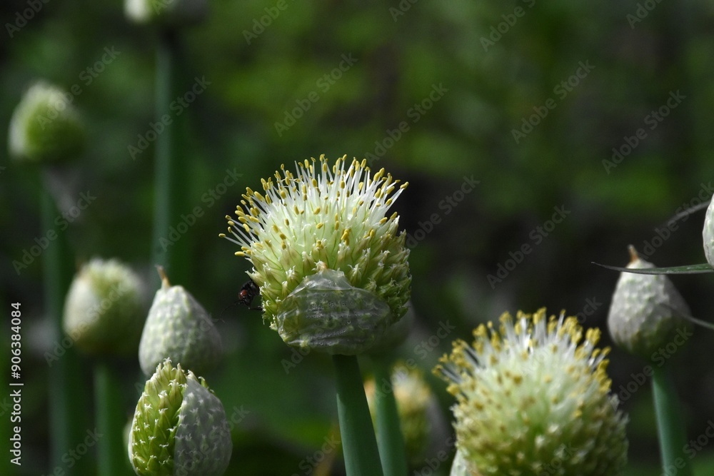 Nature’s Artistry: Blooming Onion in Full Bloom
