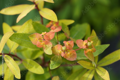 Euphorbia griffithii, family Euphorbiaceae. Hanover Berggarten, Germany. photo